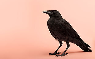 black crow HD wallpaper