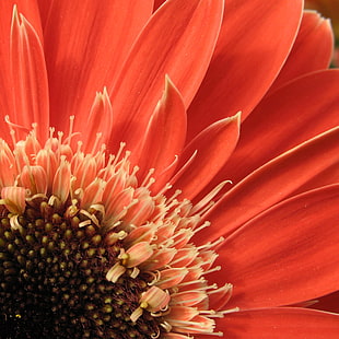 close up photo of orange Gerbera flower HD wallpaper