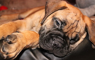 closeup photo of tan bullmastiff puppy