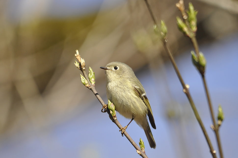gray bird on tree trunk HD wallpaper