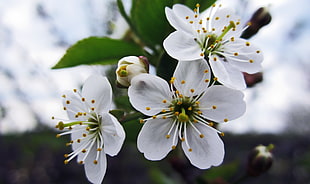 close up photography of white tree blossoms