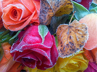 close-up photo of red and orange artificial flowers