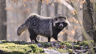 black Raccoon during daytime