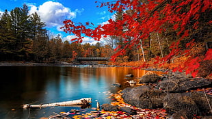 red leaf trees facing calm body of water HD wallpaper