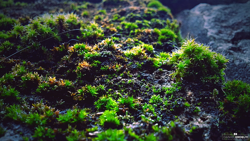 green underwater plants, moss, macro, photography, green HD wallpaper