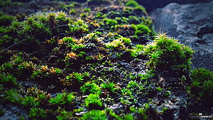 green underwater plants, moss, macro, photography, green