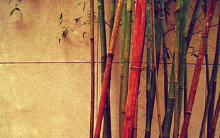 red and green bamboo lot, bamboo, colorful HD wallpaper