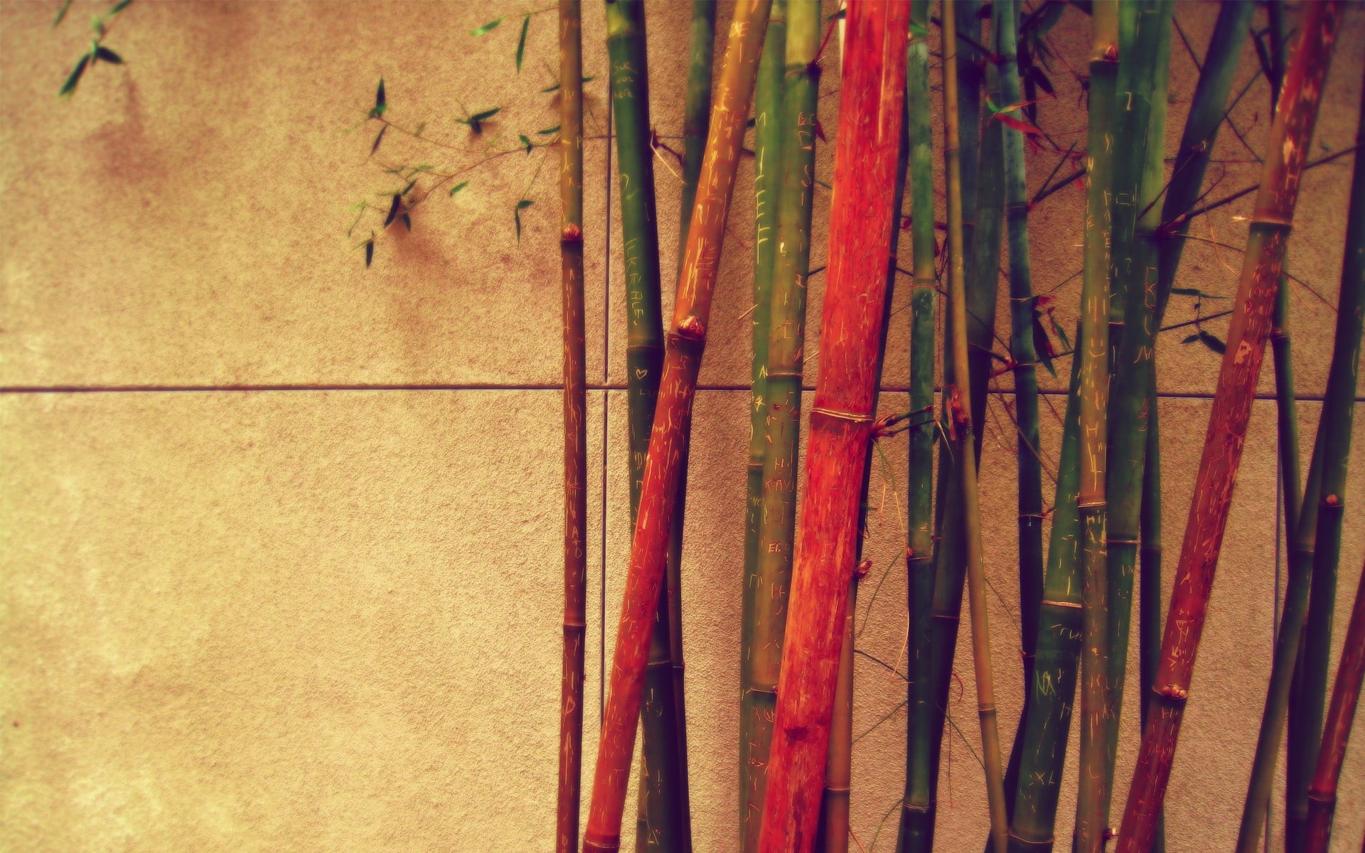 red and green bamboo lot, bamboo, colorful