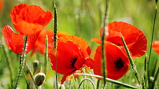 close up photography of red petaled Poppy flowers HD wallpaper