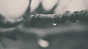 grayscale photography of moist on twigs HD wallpaper