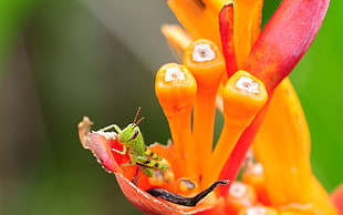 green grasshopper on orange flower HD wallpaper