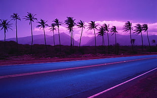 grey concrete road and palm trees, nature, landscape, sunset, palm trees HD wallpaper