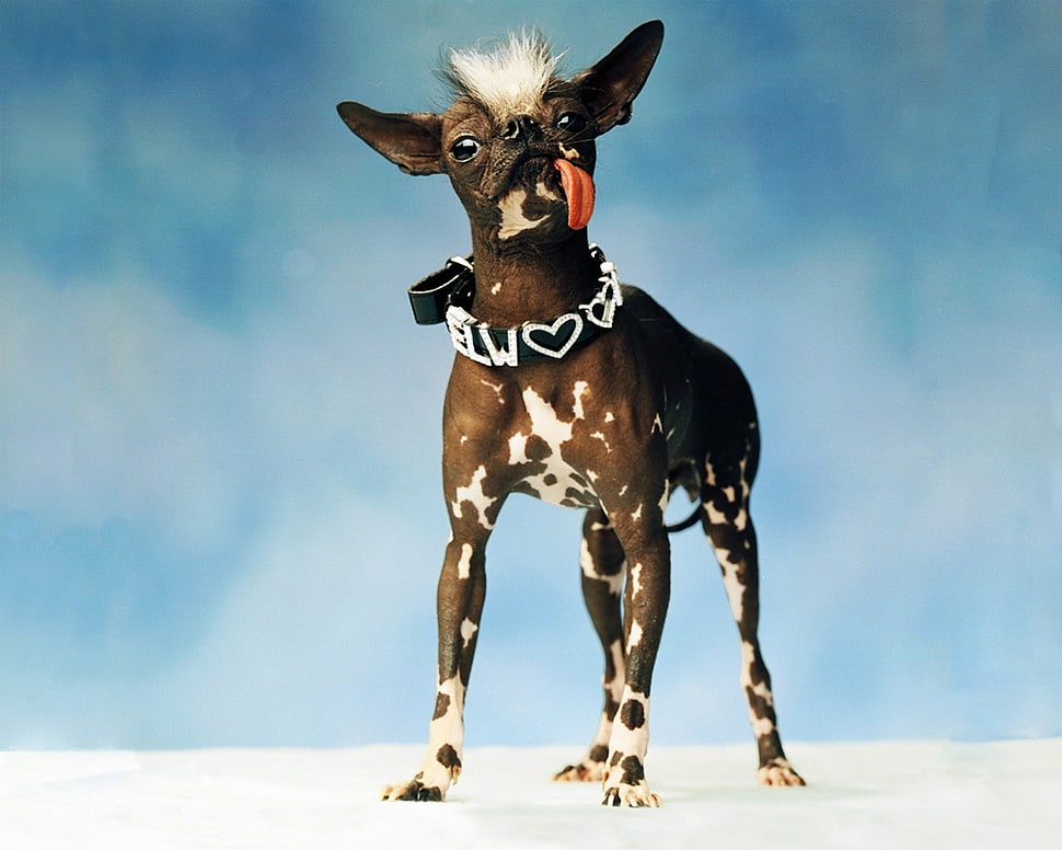 photography of Mexican Hairless Terrier puppy HD wallpaper