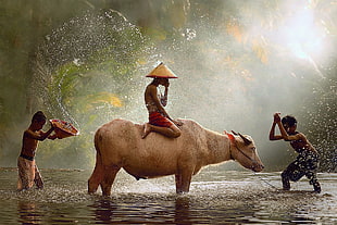 three boys playing with water buffalo during daytime
