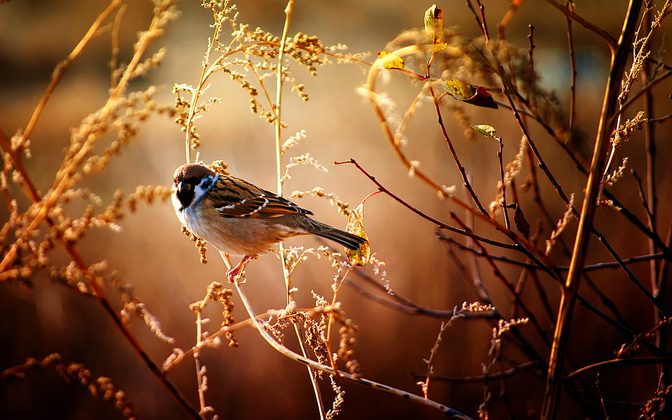 Sparrow bird perched on leave at daytime HD wallpaper