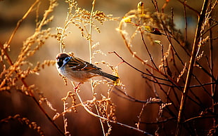 Sparrow bird perched on leave at daytime