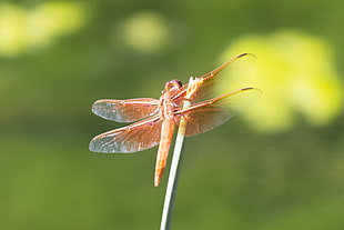 orange Skimmer Dragonfly in close-up photo