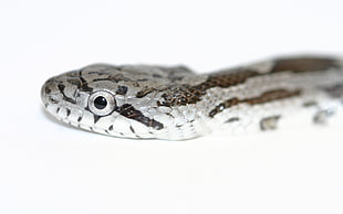silver and brown-colored snake