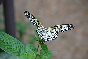 close up photo of butterfly over green leaf