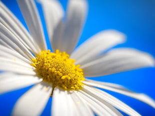selective-focus photography of Daisy flower HD wallpaper