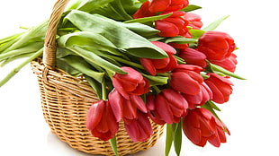 close up photo of bouquet of red tulip flowers on brown woven basket