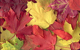 close view of different colors of a maple leaves HD wallpaper