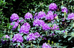 purple flowers in garden during daytime HD wallpaper