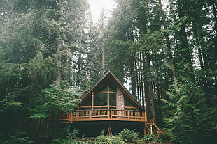 green trees, forest, trees, house, vacation