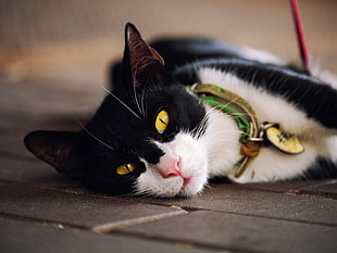 black and white fur cat lying on floor