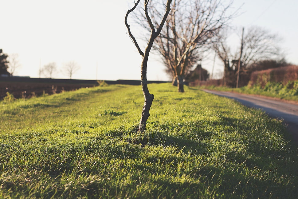 sunlight over withered trees along road d HD wallpaper