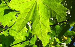 green leaved plant during daytime