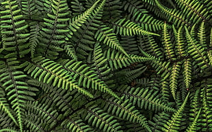 green fern plants, nature, ferns, leaves, plants HD wallpaper