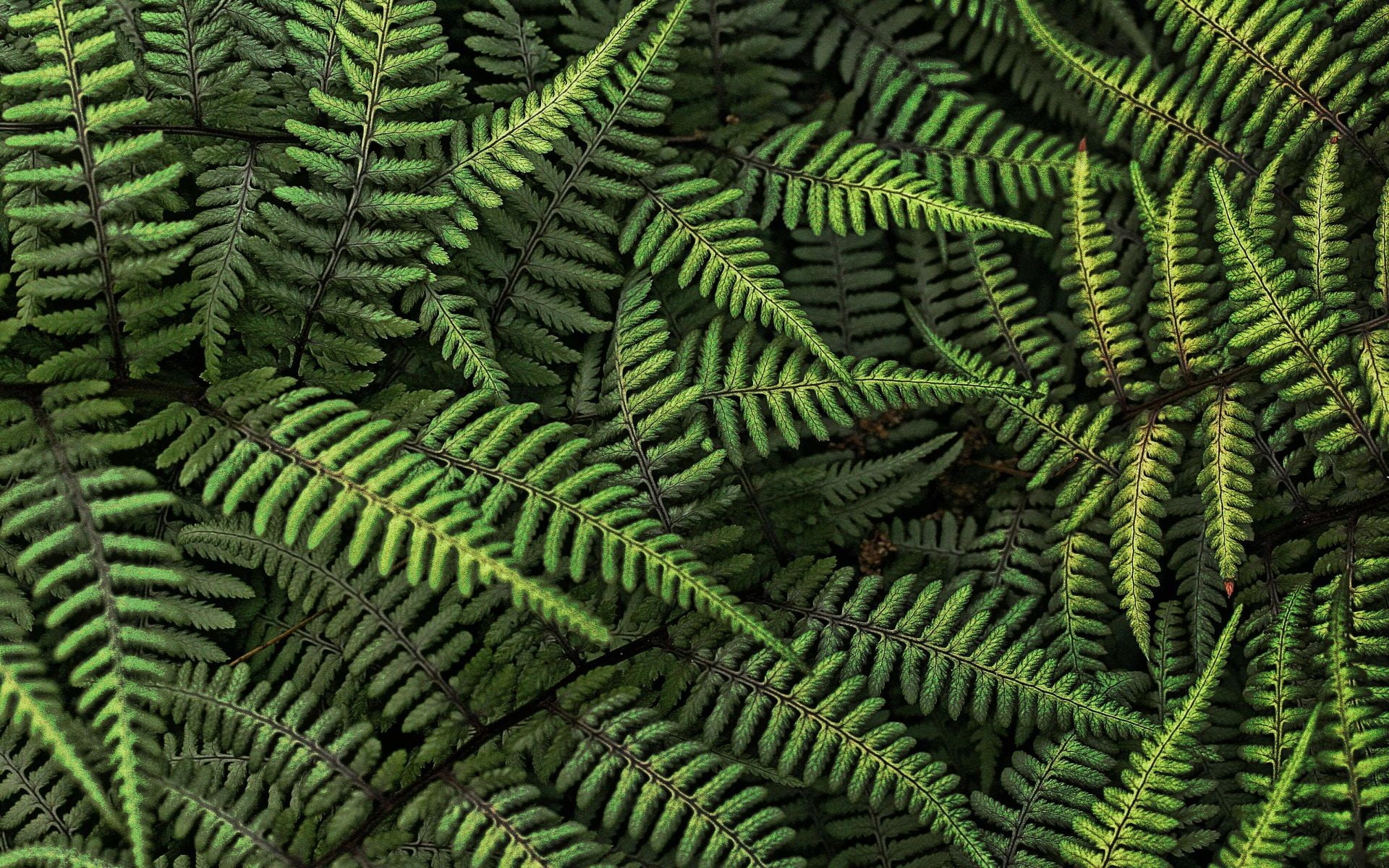 Green fern plants, nature, ferns, leaves, plants HD wallpaper