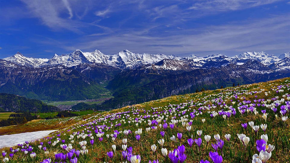 white and purple petaled flowers, Bing, photography, nature HD wallpaper