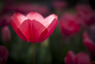 pink tulip flowers, flowers, leaves, plants