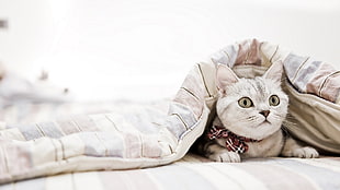 white coated cat with brown comforter, cat, bedroom, blankets, animals