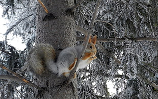 brown squirrel on gray tree HD wallpaper