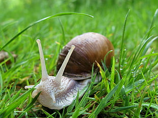brown snail on green grass photo during daytime
