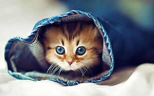 Kitten hiding inside the pants HD wallpaper