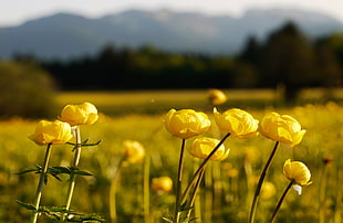 yellow Ranunculus flower field in close-up photography HD wallpaper