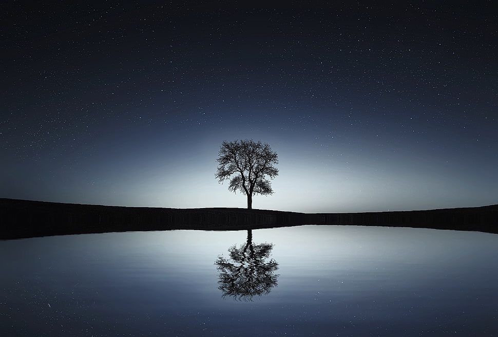 silhouette of tree beside body of water under starry night HD wallpaper