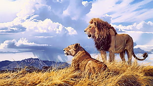lion and lioness, lion, feline, artwork, landscape