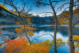 orange leaf trees, photography, nature, landscape, lake
