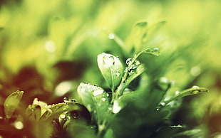 green grass with water droplet photography