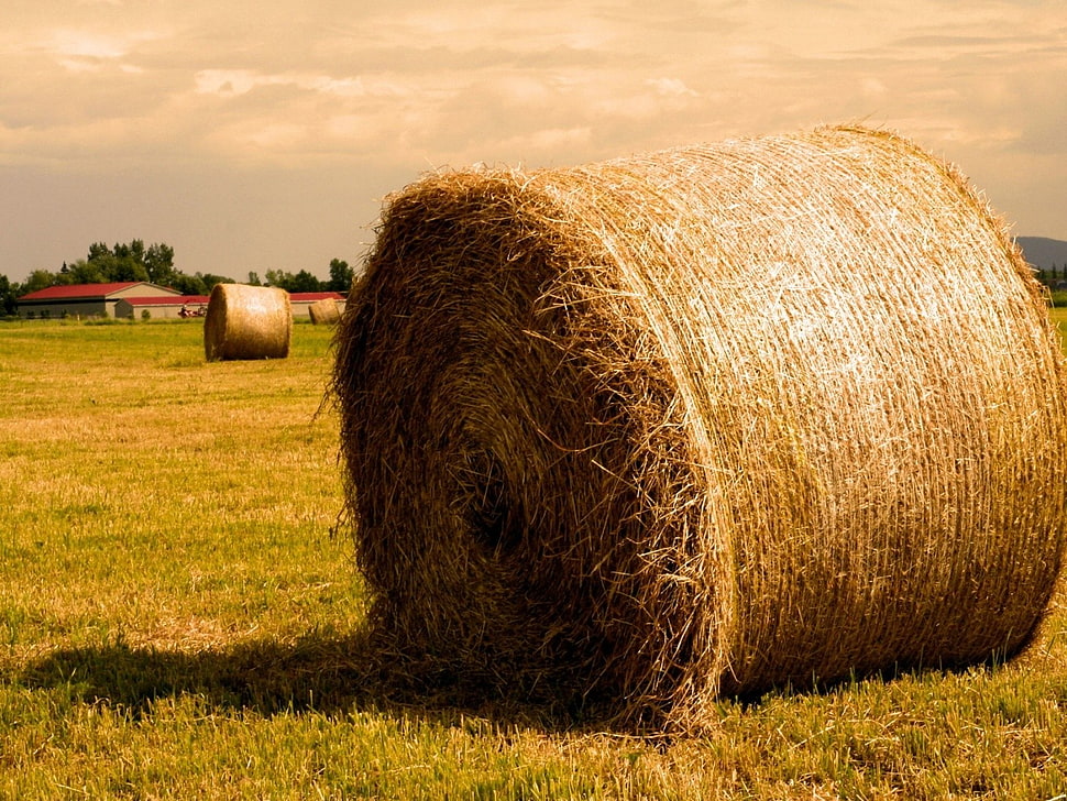 bail of hay, hay, field, farm, sunlight HD wallpaper