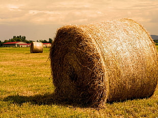 bail of hay, hay, field, farm, sunlight