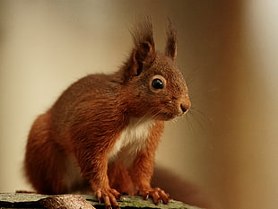 close-up photography of Squirrel