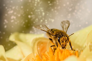 macro photography of Honeybee perched on yellow petaled flower