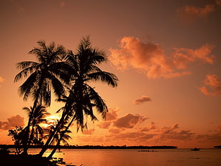 several palm trees, nature, palm trees, sea, sunset HD wallpaper