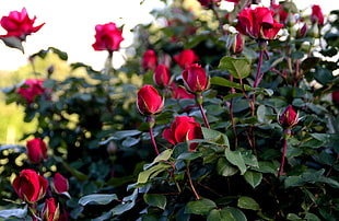 shallow focus image of red roses
